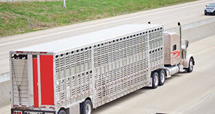Semi truck with cattle trailer